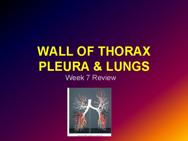 WALL OF THORAX PLEURA & LUNGS Week 7 Review 