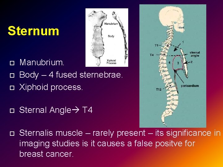 Sternum Manubrium. Body – 4 fused sternebrae. Xiphoid process. Sternal Angle T 4 Sternalis