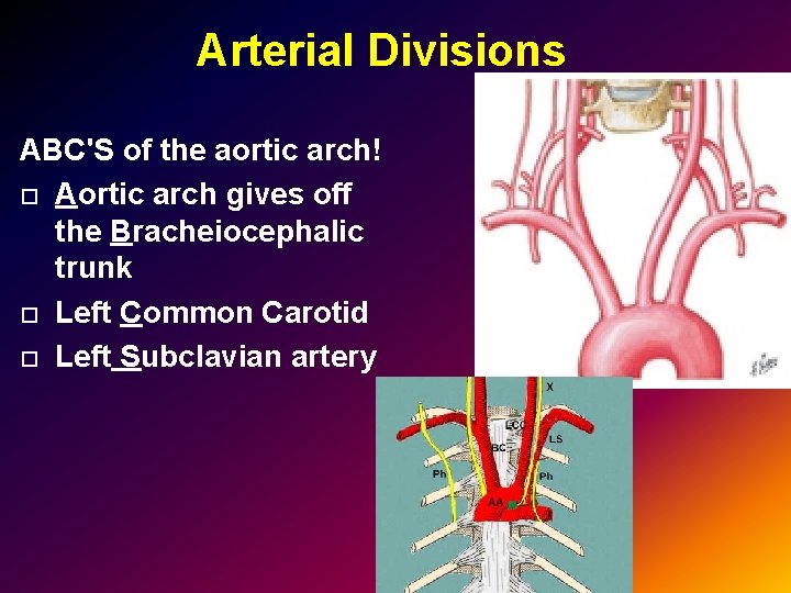 Arterial Divisions ABC'S of the aortic arch! Aortic arch gives off the Bracheiocephalic trunk