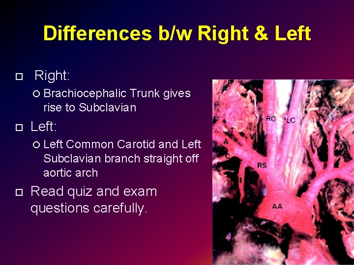 Differences b/w Right & Left Right: Brachiocephalic Trunk gives rise to Subclavian Left: Left