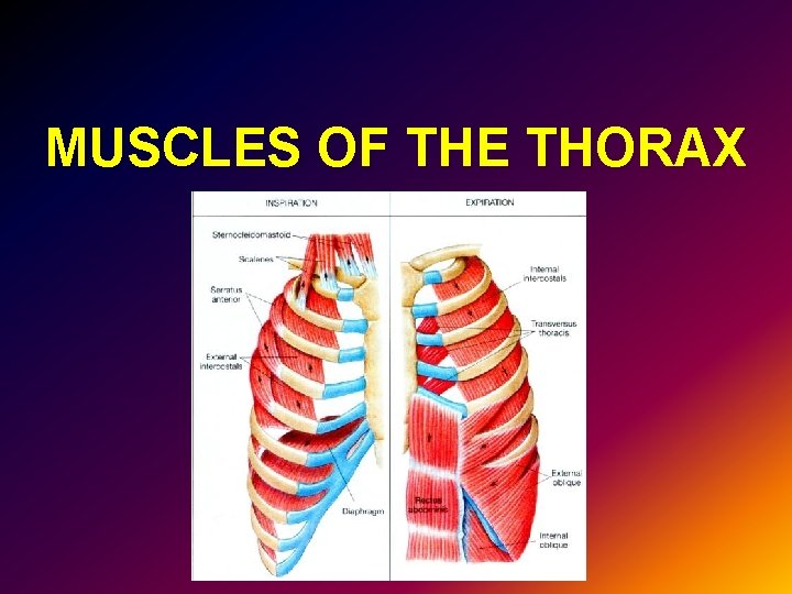 MUSCLES OF THE THORAX 