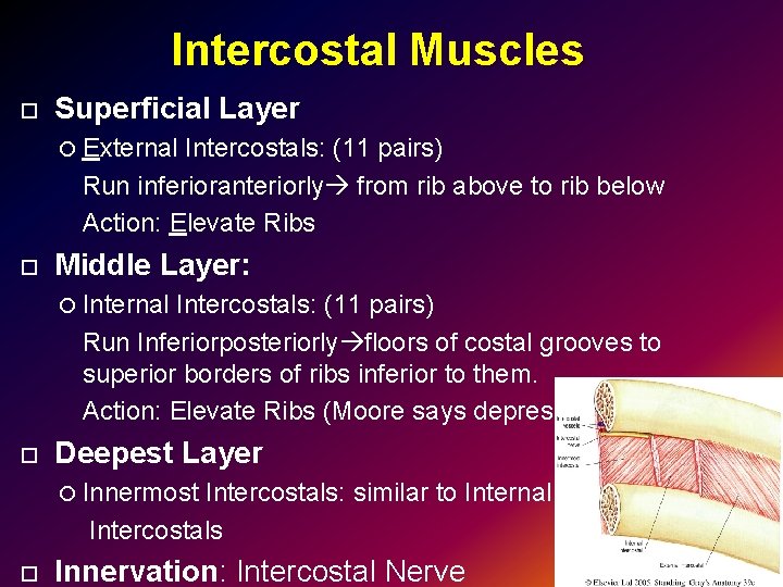 Intercostal Muscles Superficial Layer External Intercostals: (11 pairs) Run inferioranteriorly from rib above to