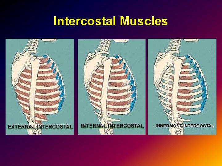 Intercostal Muscles 