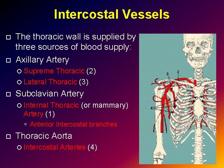 Intercostal Vessels The thoracic wall is supplied by three sources of blood supply: Axillary