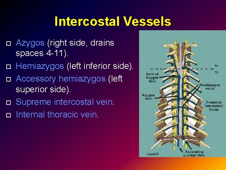 Intercostal Vessels Azygos (right side, drains spaces 4 -11). Hemiazygos (left inferior side). Accessory