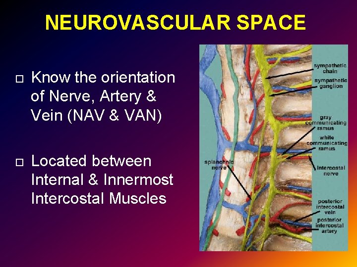 NEUROVASCULAR SPACE Know the orientation of Nerve, Artery & Vein (NAV & VAN) Located