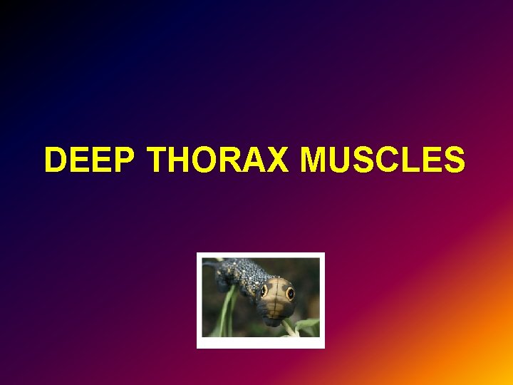 DEEP THORAX MUSCLES 