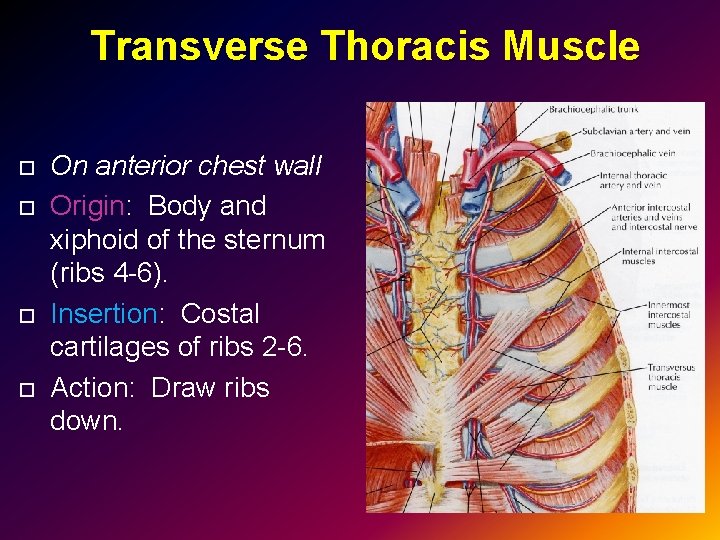 Transverse Thoracis Muscle On anterior chest wall Origin: Body and xiphoid of the sternum