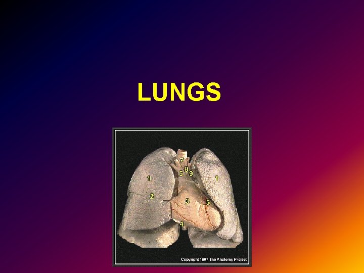 LUNGS 