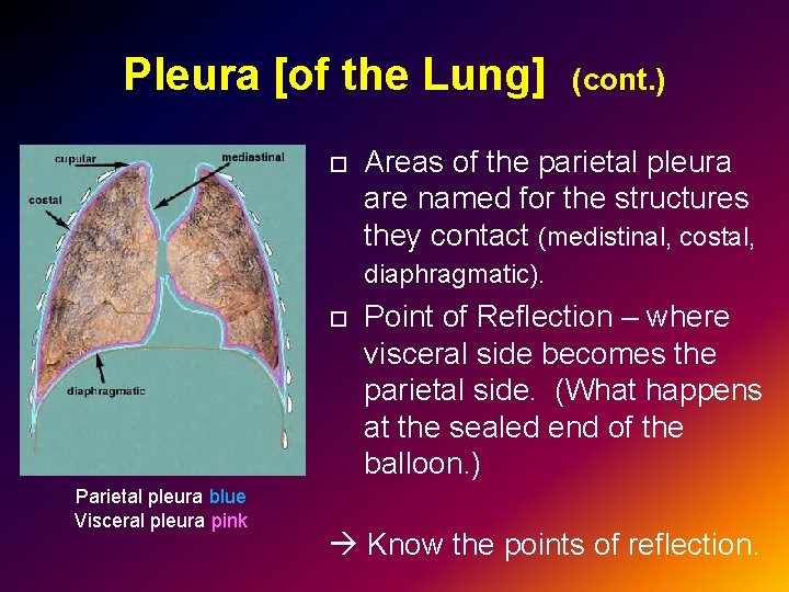 Pleura [of the Lung] (cont. ) Parietal pleura blue Visceral pleura pink Areas of