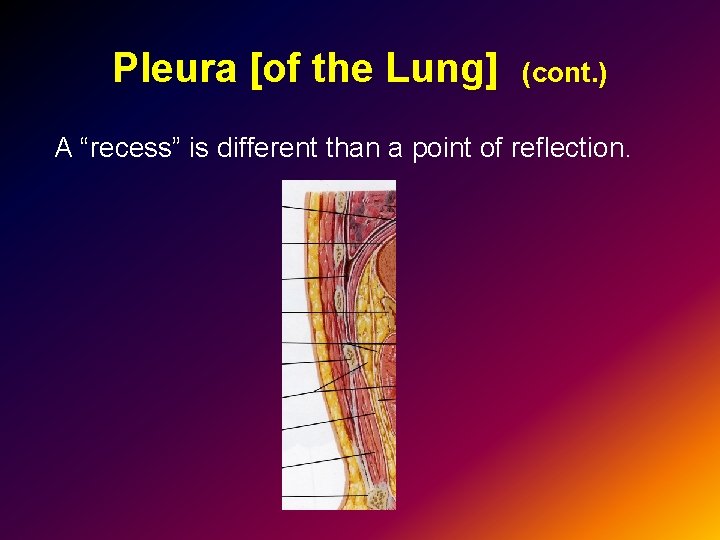 Pleura [of the Lung] (cont. ) A “recess” is different than a point of