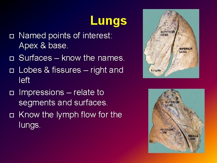 Lungs Named points of interest: Apex & base. Surfaces – know the names. Lobes