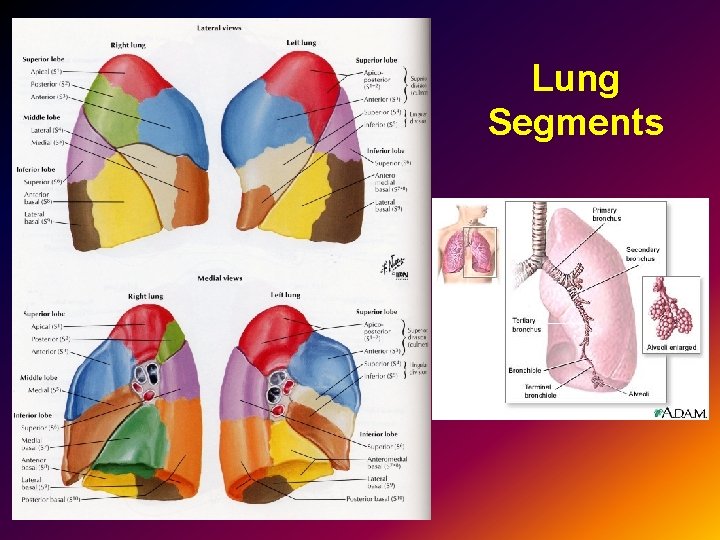 Lung Segments 
