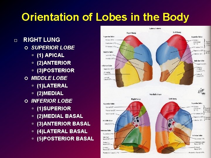 Orientation of Lobes in the Body RIGHT LUNG SUPERIOR LOBE (1) APICAL (2)ANTERIOR (3)POSTERIOR