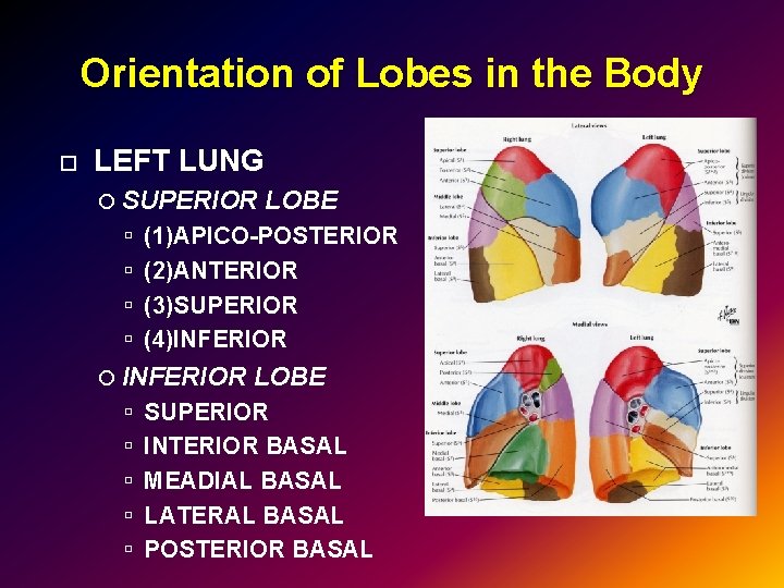 Orientation of Lobes in the Body LEFT LUNG SUPERIOR (1)APICO-POSTERIOR (2)ANTERIOR (3)SUPERIOR (4)INFERIOR LOBE