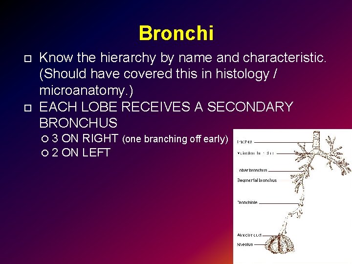 Bronchi Know the hierarchy by name and characteristic. (Should have covered this in histology