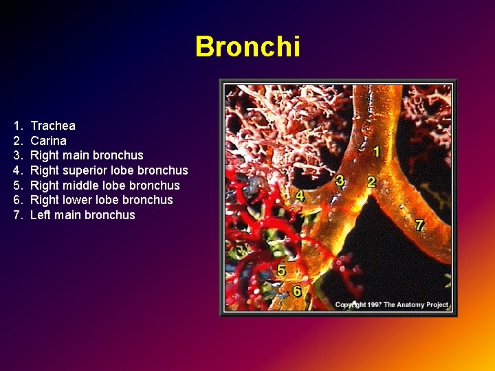 Bronchi 1. Trachea 2. Carina 3. Right main bronchus 4. Right superior lobe bronchus