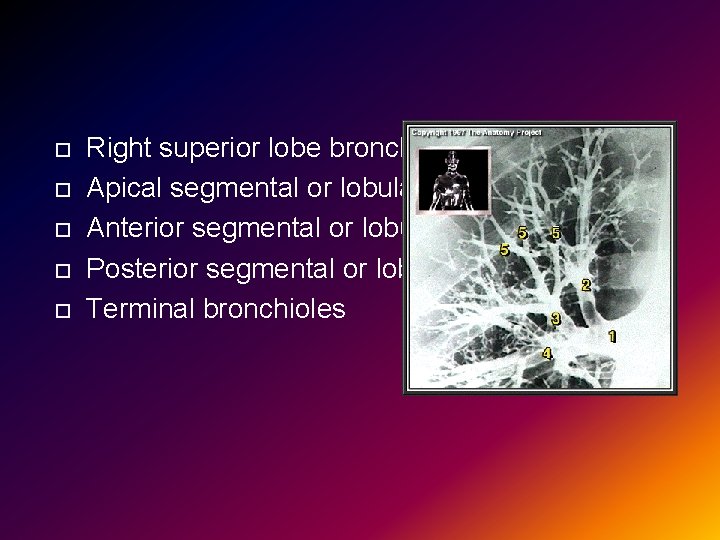  Right superior lobe bronchus Apical segmental or lobular bronchus Anterior segmental or lobular