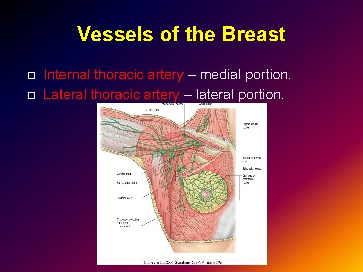 Vessels of the Breast Internal thoracic artery – medial portion. Lateral thoracic artery –