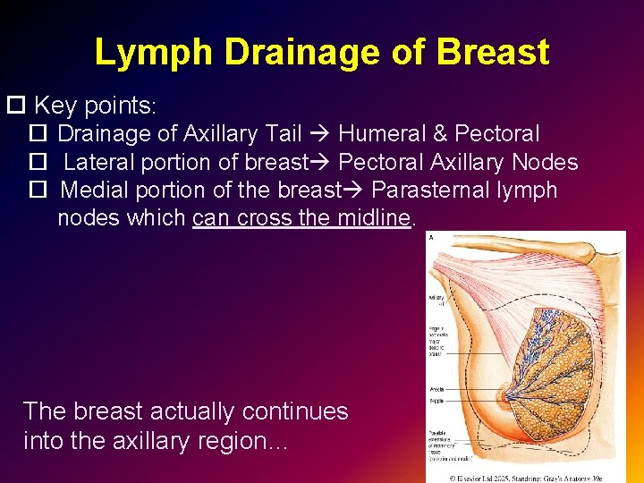 Lymph Drainage of Breast Key points: Drainage of Axillary Tail Humeral & Pectoral Lateral