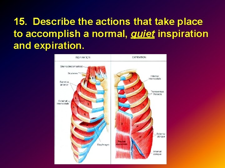 15. Describe the actions that take place to accomplish a normal, quiet inspiration and