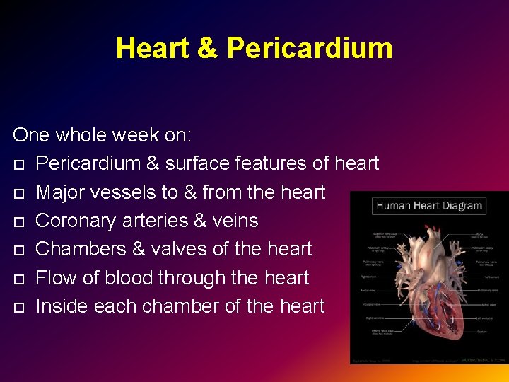 Heart & Pericardium One whole week on: Pericardium & surface features of heart Major