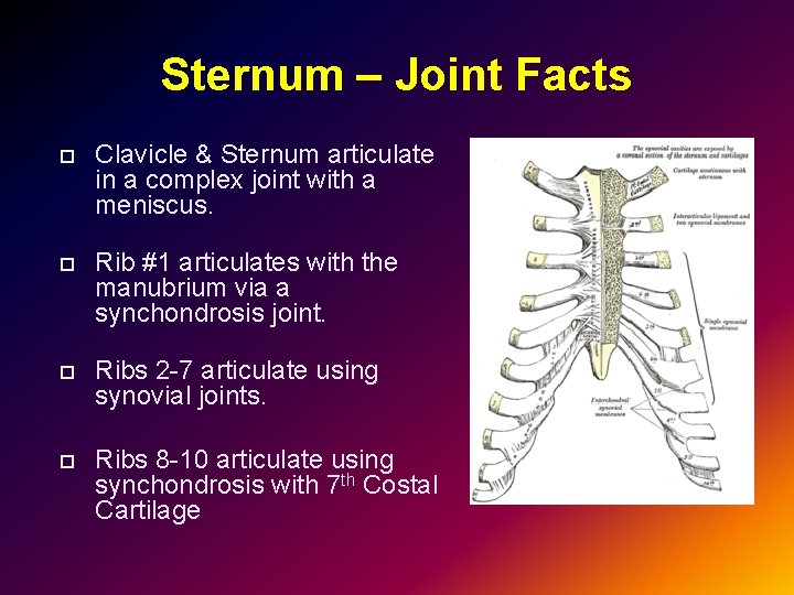 Sternum – Joint Facts Clavicle & Sternum articulate in a complex joint with a