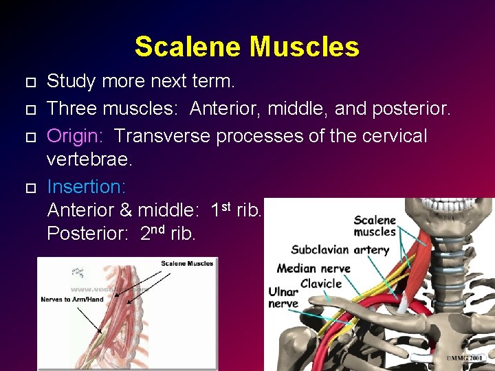 Scalene Muscles Study more next term. Three muscles: Anterior, middle, and posterior. Origin: Transverse