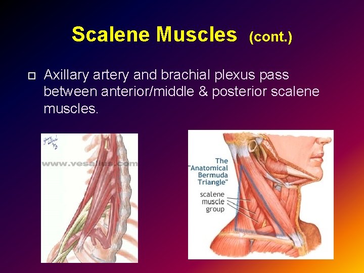 Scalene Muscles (cont. ) Axillary artery and brachial plexus pass between anterior/middle & posterior