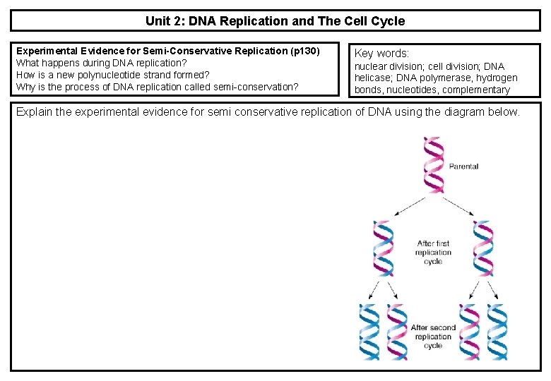 Unit 2: DNA Replication and The Cell Cycle Experimental Evidence for Semi-Conservative Replication (p Unit 2: DNA Replication and The Cell Cycle Experimental Evidence for Semi-Conservative Replication (p