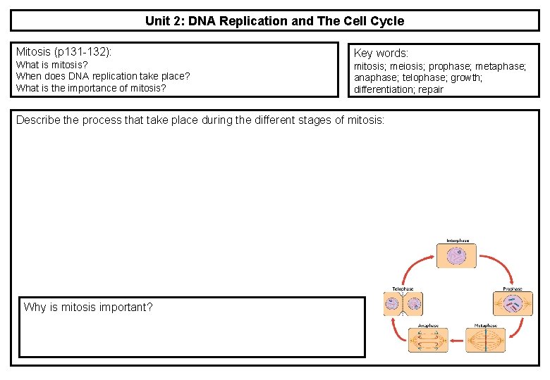 Unit 2: DNA Replication and The Cell Cycle Mitosis (p 131 -132): What is Unit 2: DNA Replication and The Cell Cycle Mitosis (p 131 -132): What is