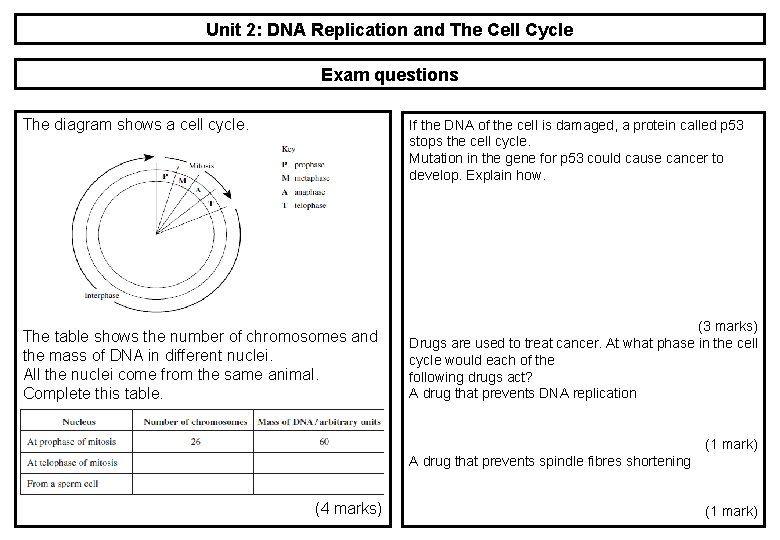 Unit 2: DNA Replication and The Cell Cycle Exam questions The diagram shows a Unit 2: DNA Replication and The Cell Cycle Exam questions The diagram shows a