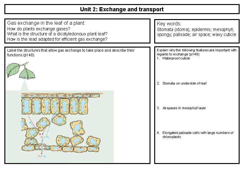 Unit 2: Exchange and transport Gas exchange in the leaf of a plant: How Unit 2: Exchange and transport Gas exchange in the leaf of a plant: How