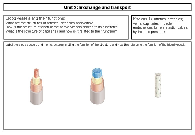 Unit 2: Exchange and transport Blood vessels and their functions: What are the structures Unit 2: Exchange and transport Blood vessels and their functions: What are the structures