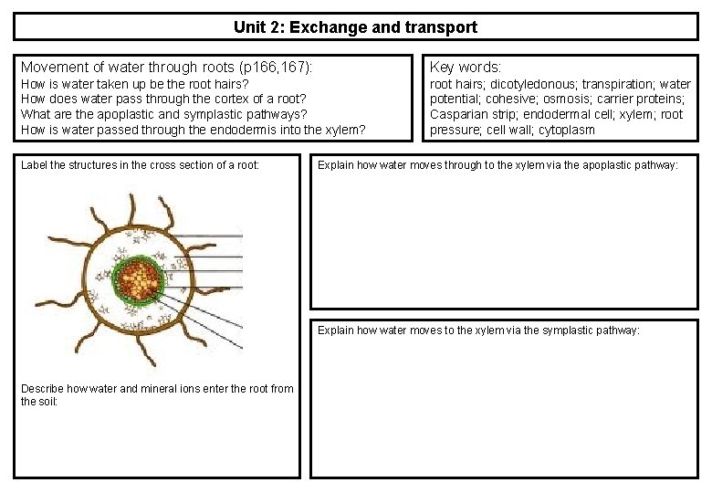 Unit 2: Exchange and transport Movement of water through roots (p 166, 167): Key Unit 2: Exchange and transport Movement of water through roots (p 166, 167): Key
