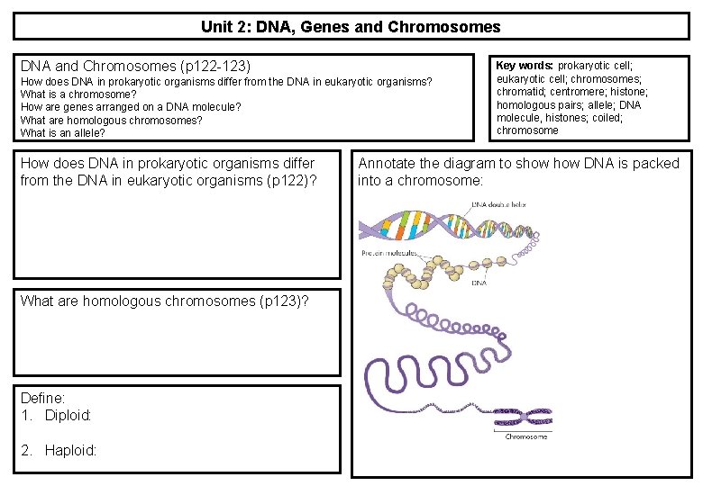 Unit 2: DNA, Genes and Chromosomes DNA and Chromosomes (p 122 -123) How does Unit 2: DNA, Genes and Chromosomes DNA and Chromosomes (p 122 -123) How does