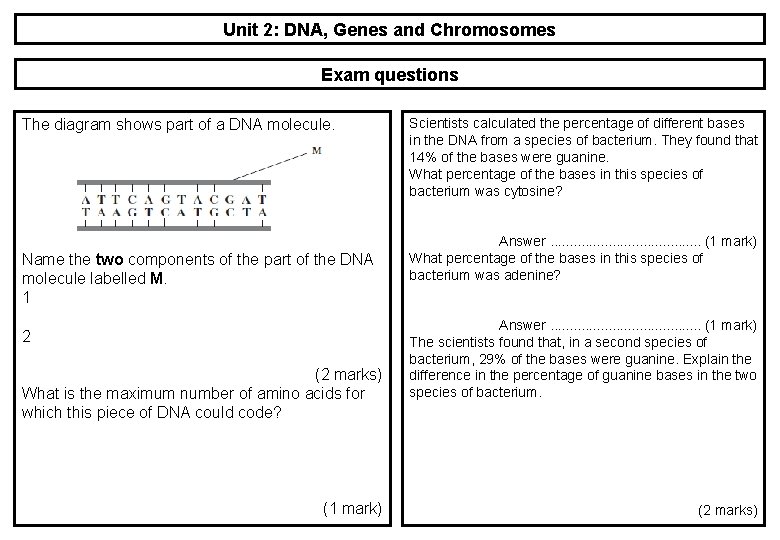 Unit 2: DNA, Genes and Chromosomes Exam questions The diagram shows part of a Unit 2: DNA, Genes and Chromosomes Exam questions The diagram shows part of a