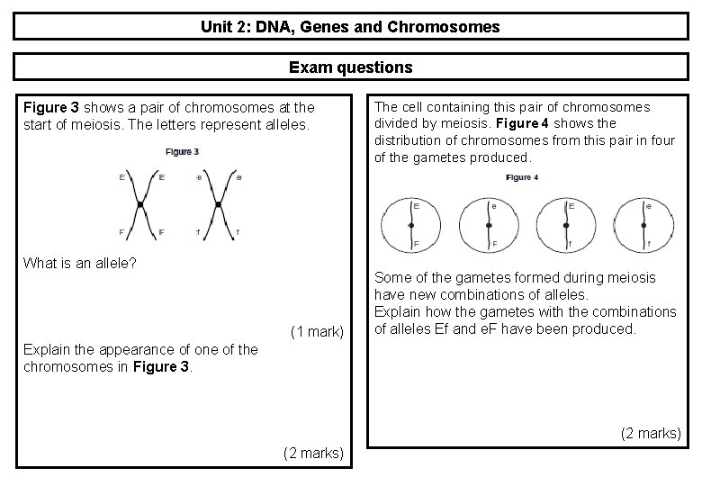 Unit 2: DNA, Genes and Chromosomes Exam questions Figure 3 shows a pair of Unit 2: DNA, Genes and Chromosomes Exam questions Figure 3 shows a pair of