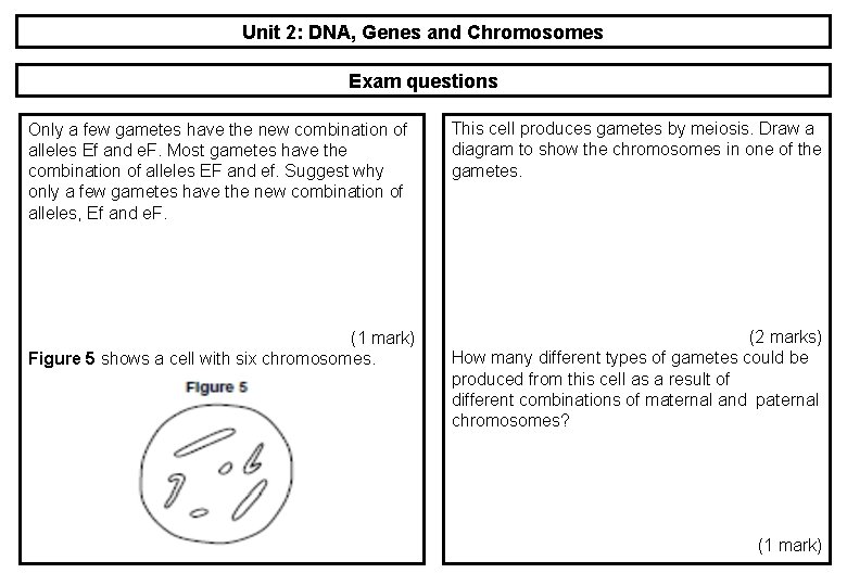 Unit 2: DNA, Genes and Chromosomes Exam questions Only a few gametes have the Unit 2: DNA, Genes and Chromosomes Exam questions Only a few gametes have the