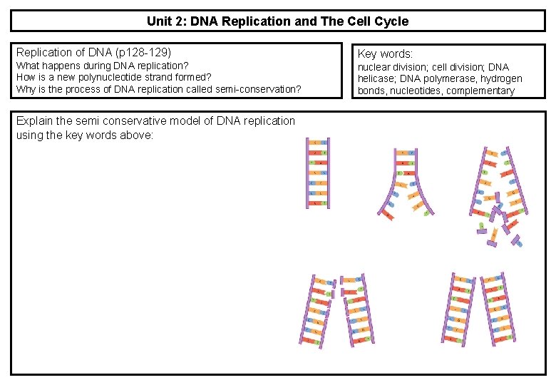 Unit 2: DNA Replication and The Cell Cycle Replication of DNA (p 128 -129) Unit 2: DNA Replication and The Cell Cycle Replication of DNA (p 128 -129)