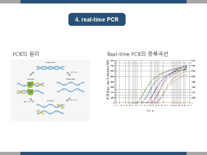 4. real-time PCR의 원리 Real-time PCR의 증폭곡선 