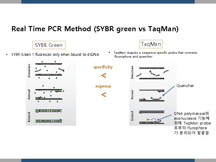 Real Time PCR Method (SYBR green vs Taq. Man) Taq. Man SYBR Green •