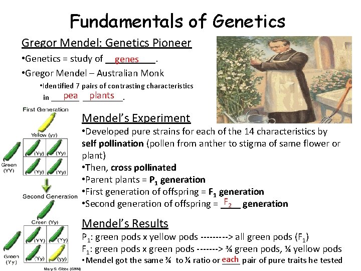 Fundamentals of Genetics Gregor Mendel: Genetics Pioneer • Genetics = study of _____. genes