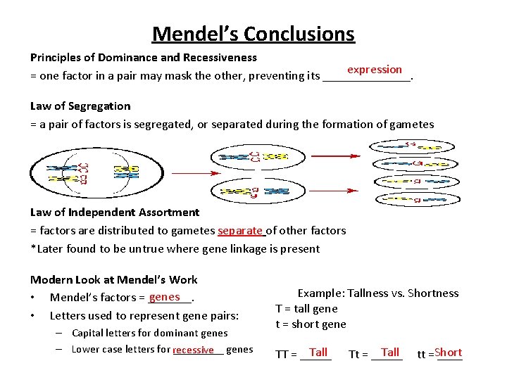 Mendel’s Conclusions Principles of Dominance and Recessiveness expression = one factor in a pair