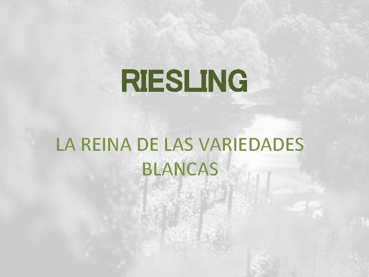 RIESLING LA REINA DE LAS VARIEDADES BLANCAS 