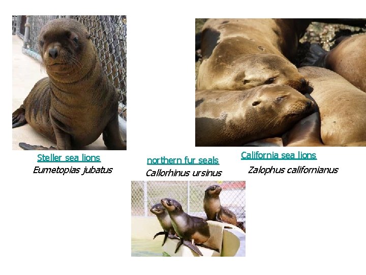 Steller sea lions Eumetopias jubatus northern fur seals Callorhinus ursinus California sea lions Zalophus