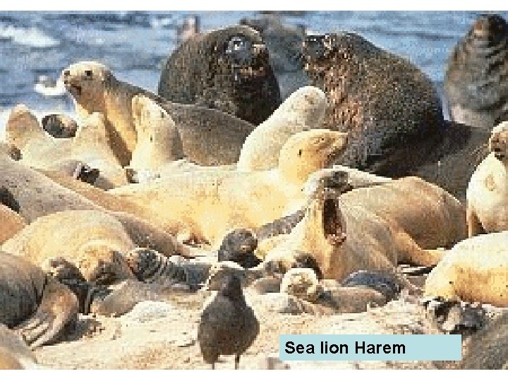 Sea lion Harem 
