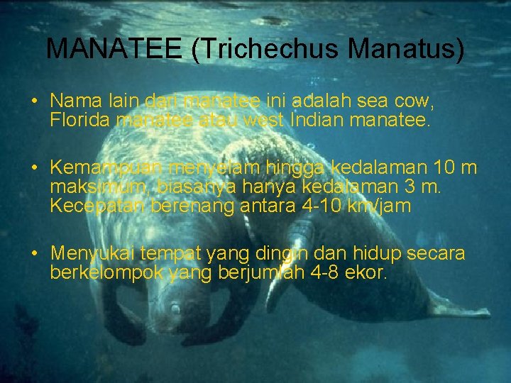 MANATEE (Trichechus Manatus) • Nama lain dari manatee ini adalah sea cow, Florida manatee
