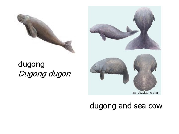 dugong Dugong dugong and sea cow 