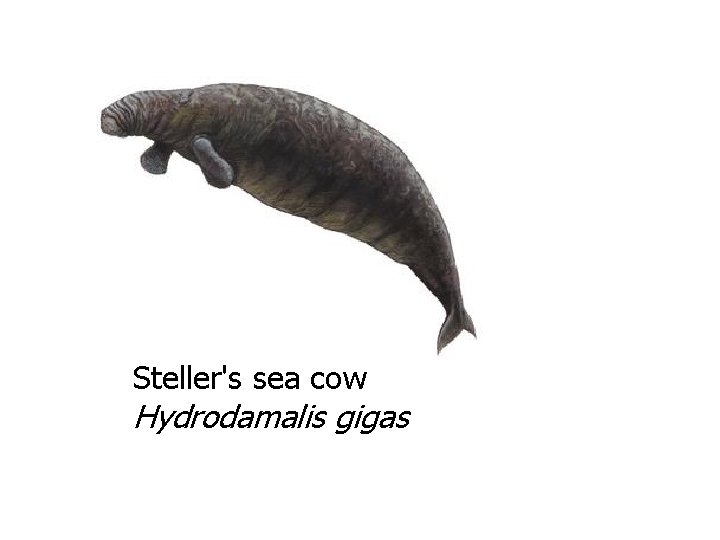Steller's sea cow Hydrodamalis gigas 